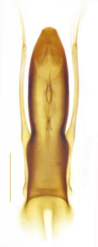 Leiodes polita